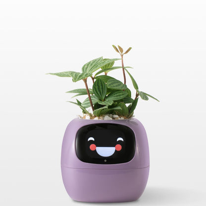 Smart Plant - Planta de Compañia